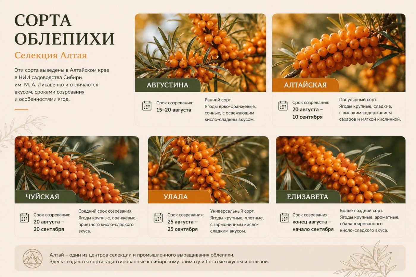 Сорта облепихи Алтая с разными сроками созревания